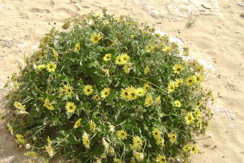 AS FLORES NA MINHA PRAIA