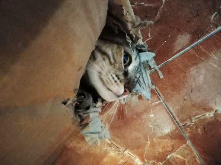 131120868_2906598096278982_7762904736790056037_o.j