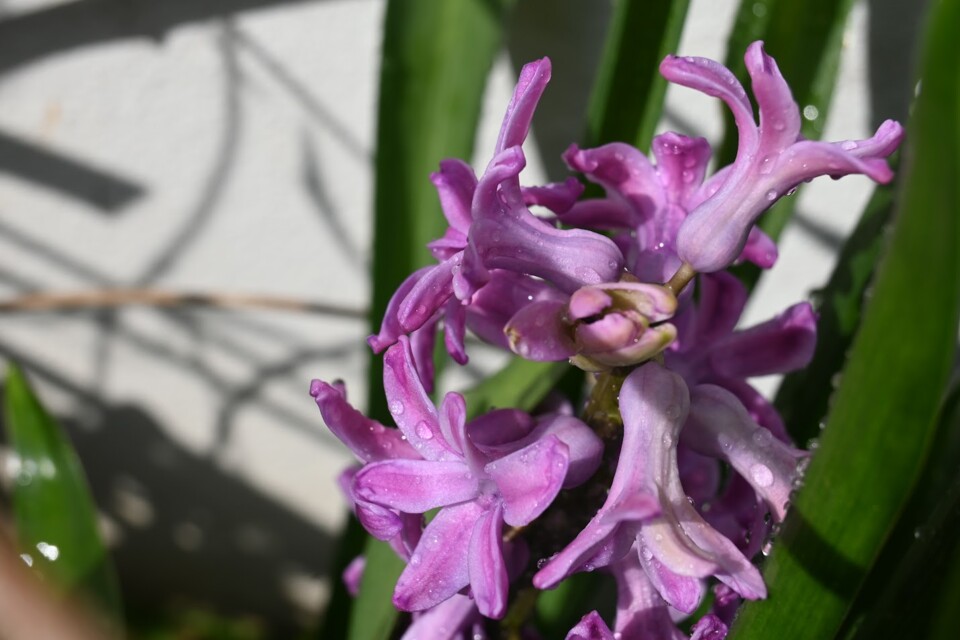 Não me canso disto flores4.JPG