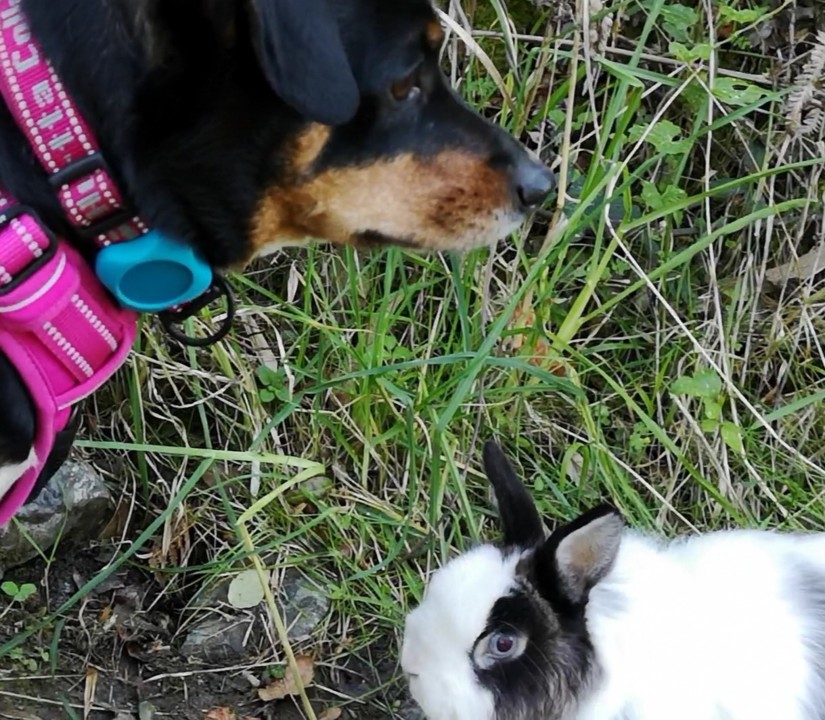sexta feira santa_maggie e fluffy.jpg