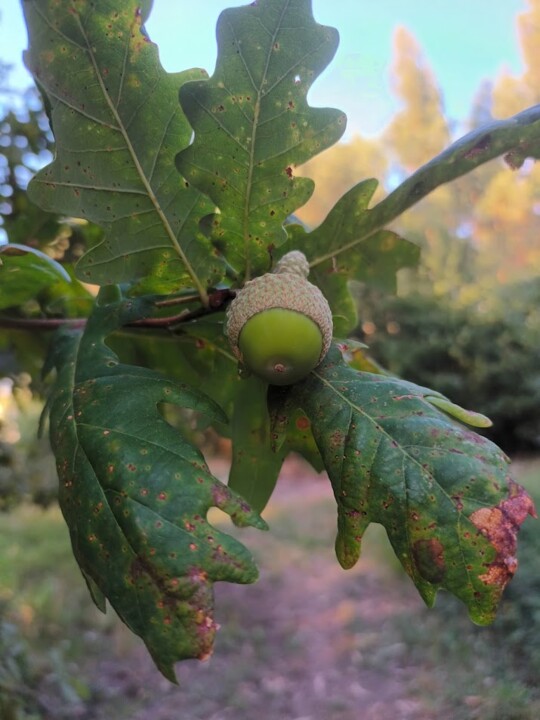 Não me canso disto bolota1.jpg