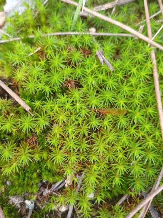 Não me canso disto inverno5.jpg