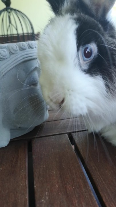 gratidão_fluffy.jpg