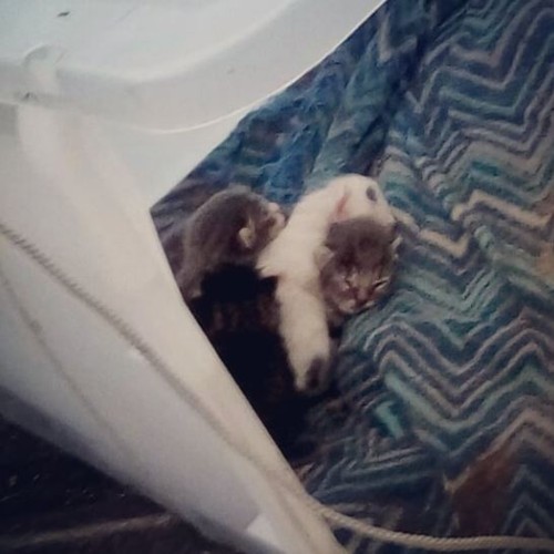 bebés.JPG