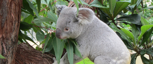 koala.jpg