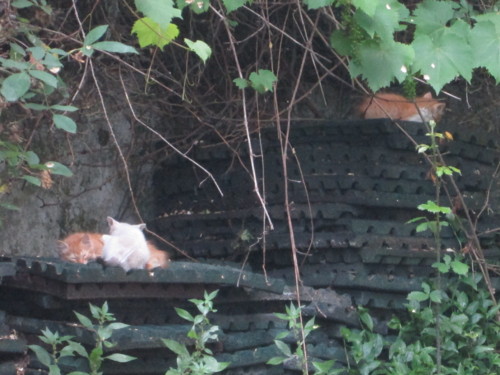 IMG_5942.JPG IMG_5942.JPG