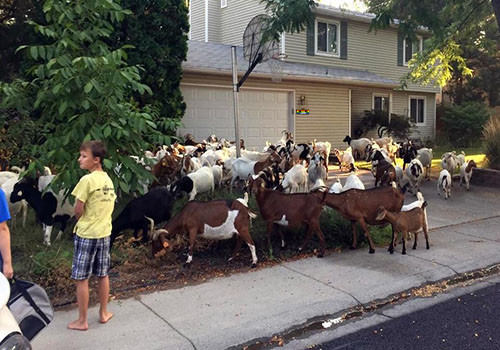 HD Cabras invadem vizinhança.jpg