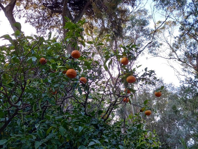 336773839_536272255296457_5921863864040124749_n.jp