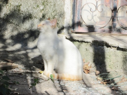 IMG_5036.JPG IMG_5036.JPG