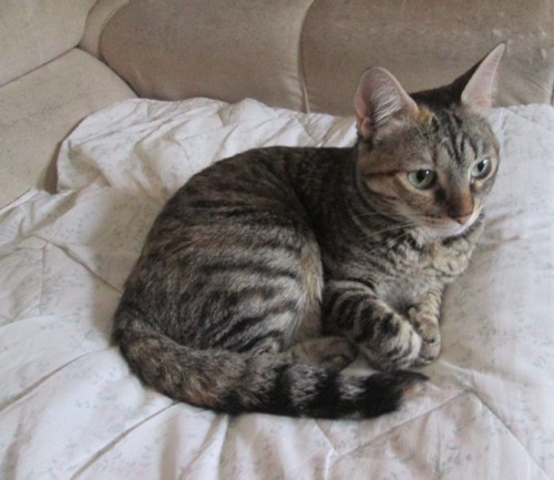 IMG_6178 - Cópia.JPG