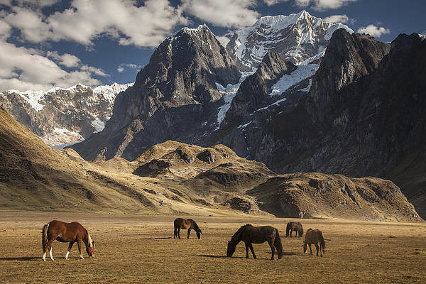 horses-grazing-under-siula-grande-colin-monteath.j horses-grazing-under-siula-grande-colin-monteath.j