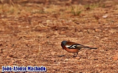 IMG_2864.JPG