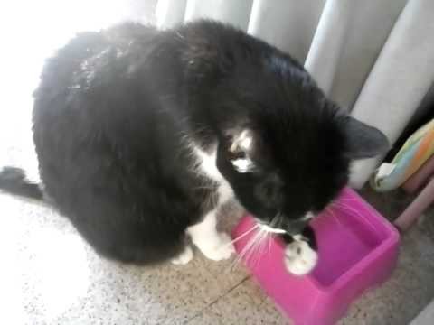 gato gato