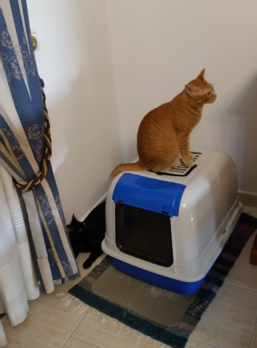 imagem45JPG.jpg imagem45JPG.jpg