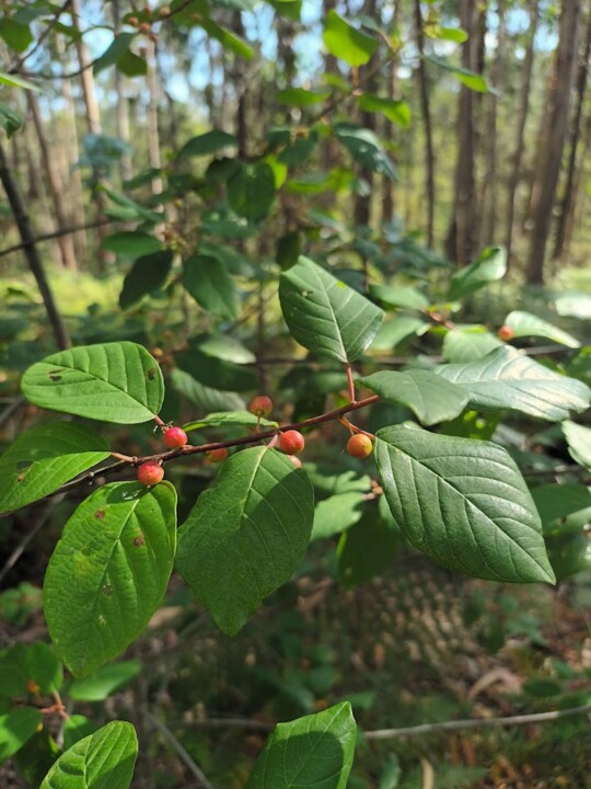 Não me canso disto flores5.jpg