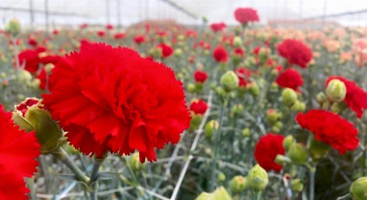 cravos vermelhos.jpg