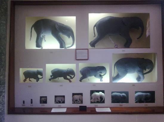 museo-de-historia-natural-maputo.jpg