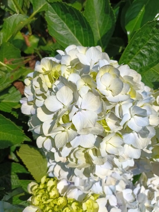 Não me canso disto-flor.jpg