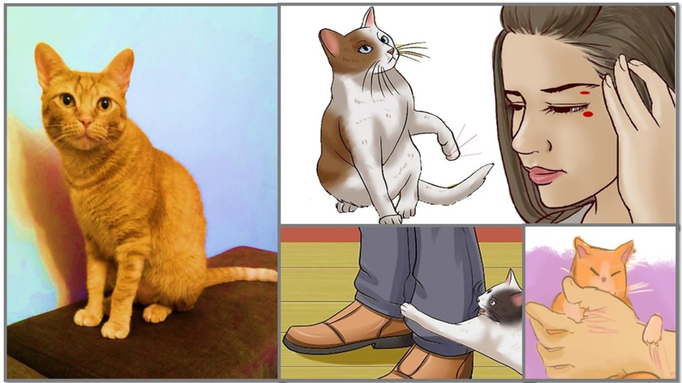 Riscasbipolar.jpg Riscasbipolar.jpg