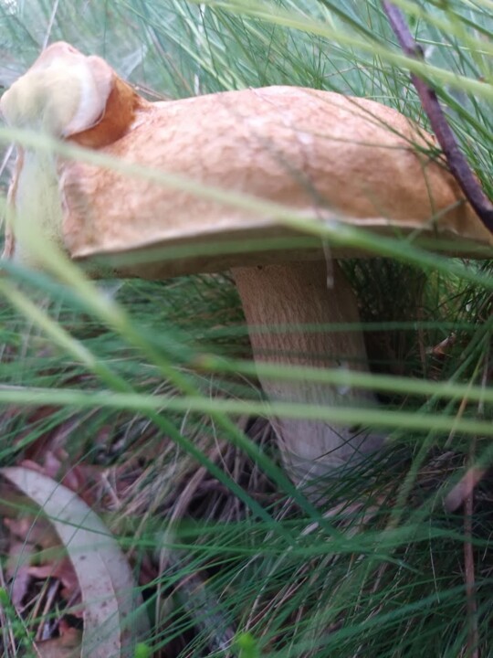 Não me canso disto floresta4.jpg