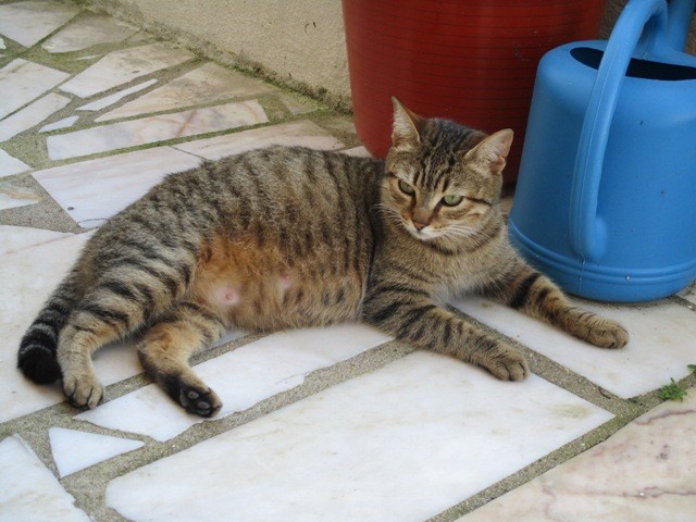 87063332_1240819486118517_8708395751438286848_o.jp