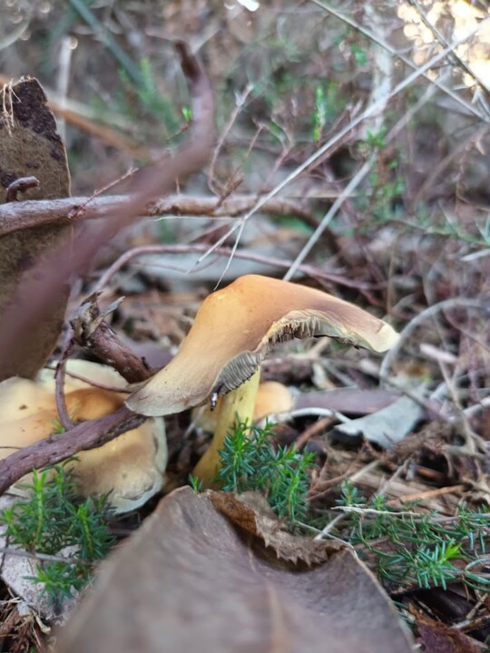 Não me canso disto cogumelos3.jpg