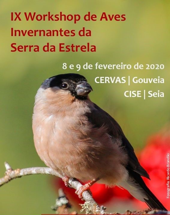Aves Invernantes .jpg Aves Invernantes .jpg