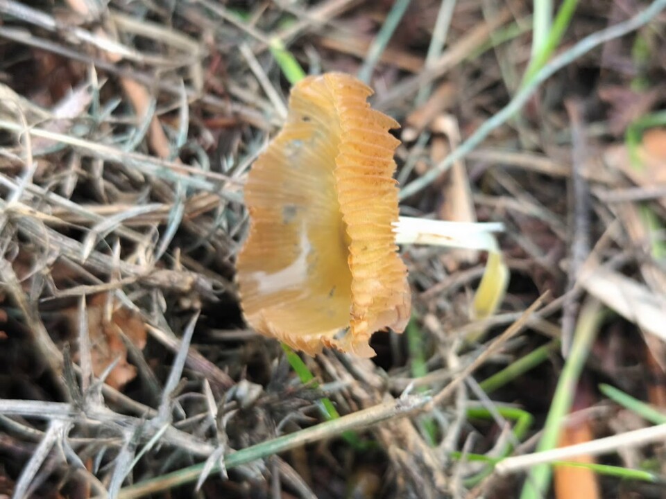 Não me canso disto outono 2.jpg