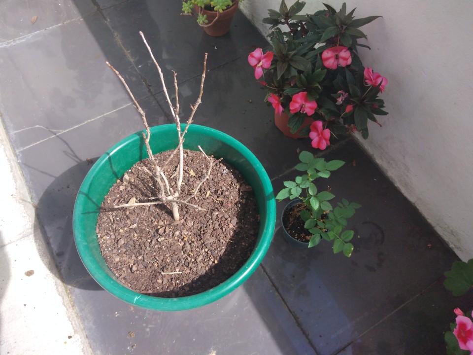 IMG_20210814_155415.jpg