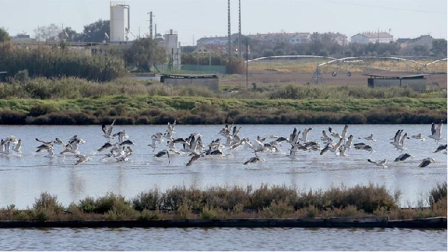 Aves no Montijo.png Aves no Montijo.png
