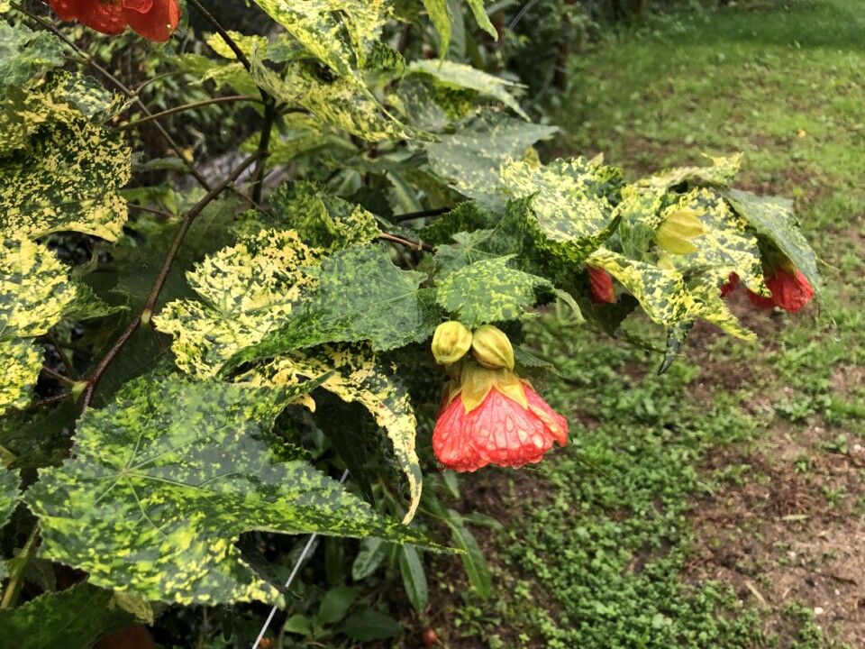 IMG_3881.jpeg