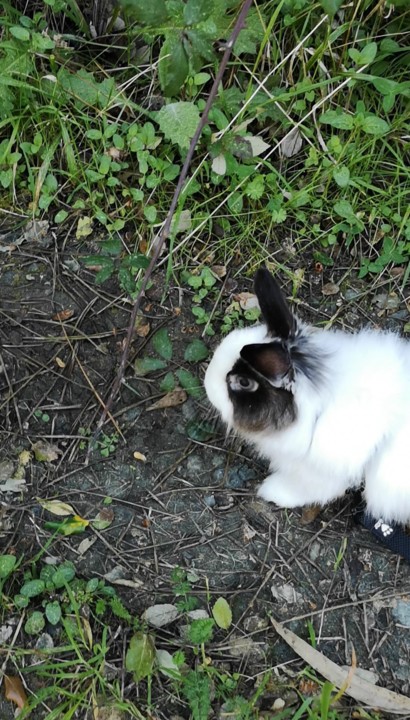 semeia_fluffy.jpg
