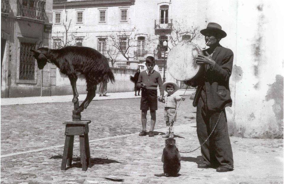 A cabra equilibrista.jpg