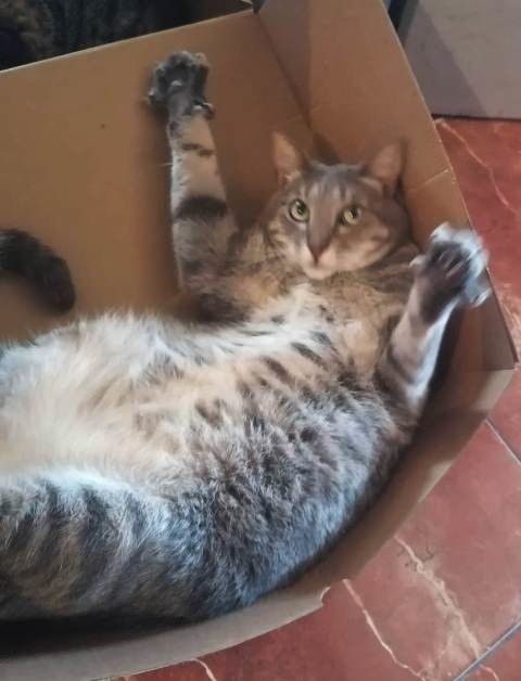 IMG-20200528-WA0016 - Cópia.jpg