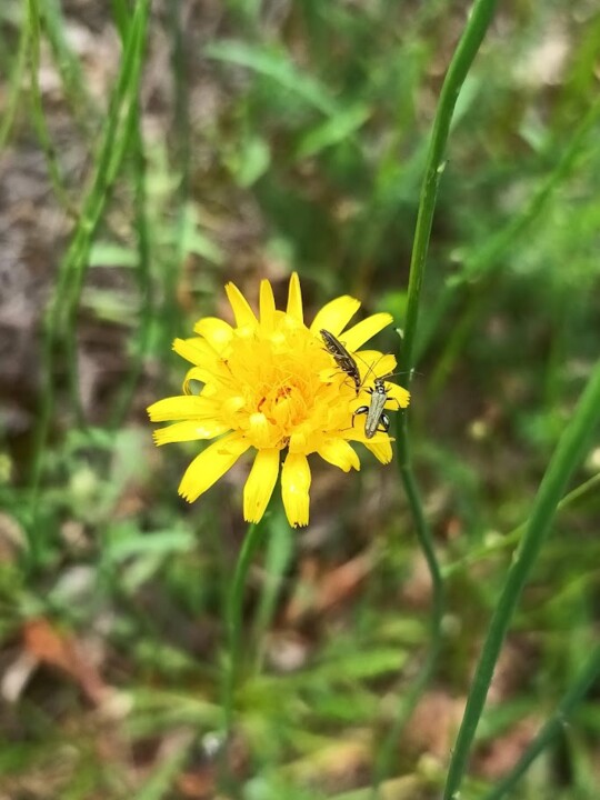 Não me canso disto_Flor5.jpg