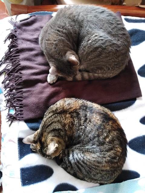 155291255_2968098833462241_7258043148879780740_n.j