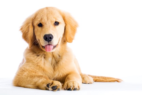 labrador labrador