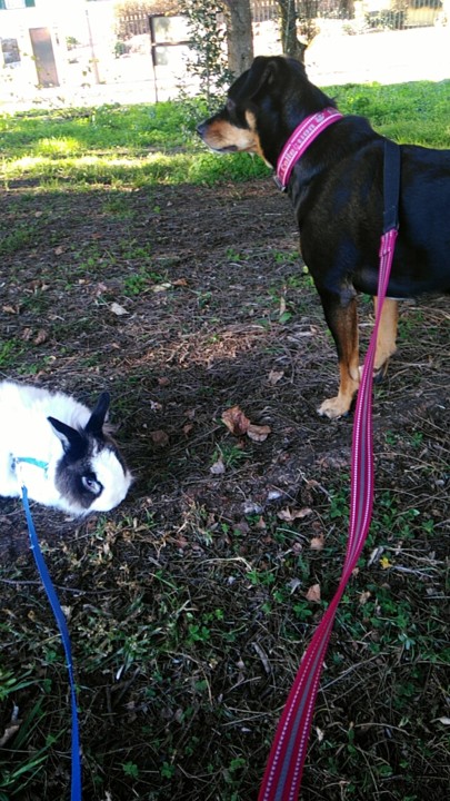 Esperança_Maggie e Fluffy.jpg