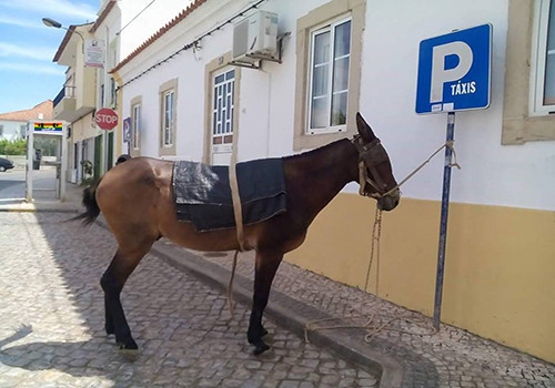 HD Cavalo estacionado no lugar dos taxis.jpg