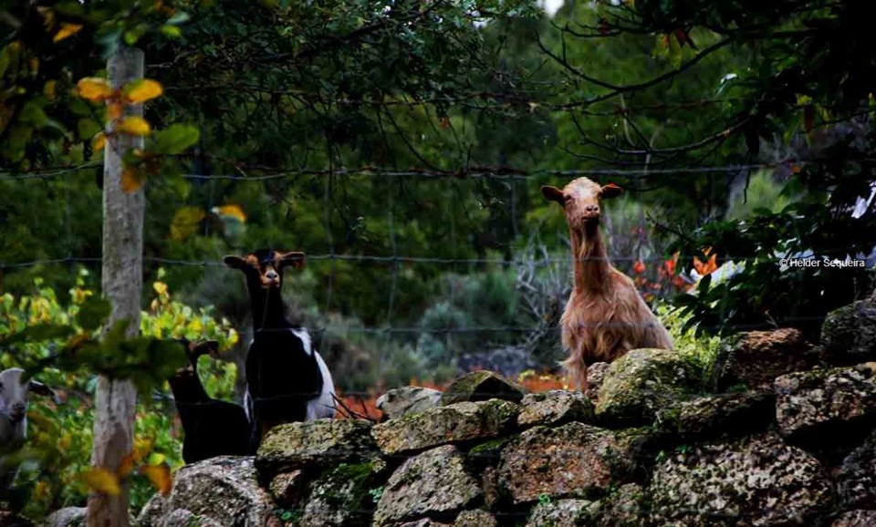 CABRAS -HS - 1.jpg