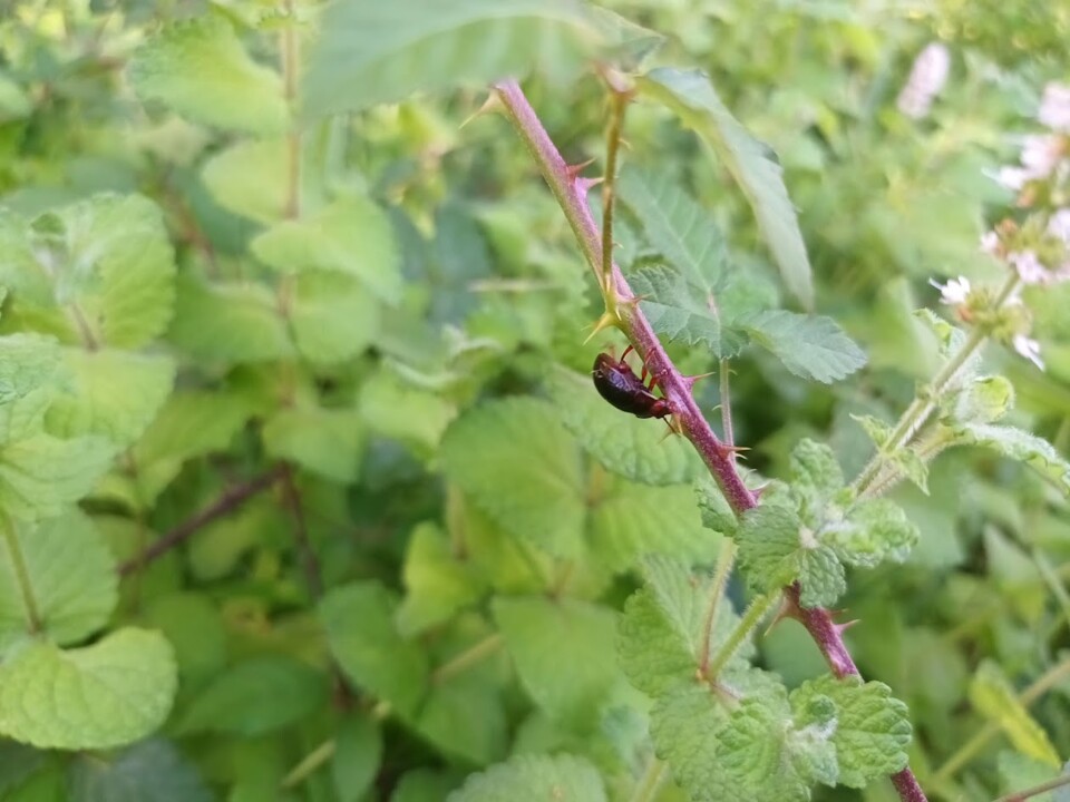 Não me canso disto insecto1.jpg