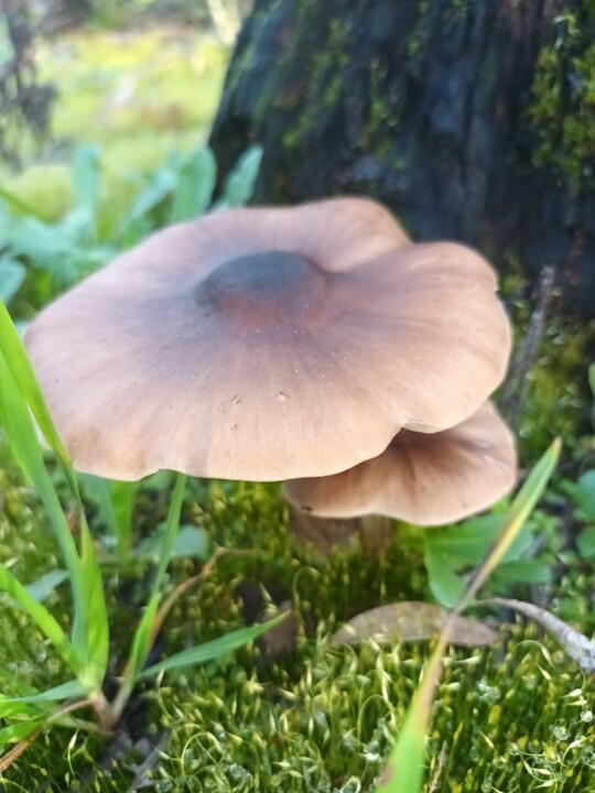 Não me canso disto inverno5.jpg