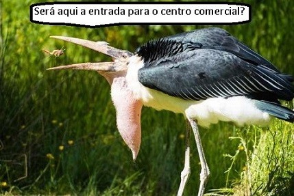 cegonha e inseto.jpg