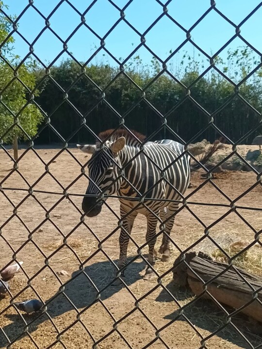 Não me canso disto zebra3.jpg