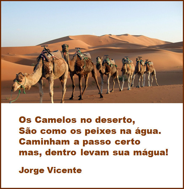 Os Camelos.jpg Os Camelos.jpg