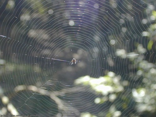 teia-de-aranha.jpg