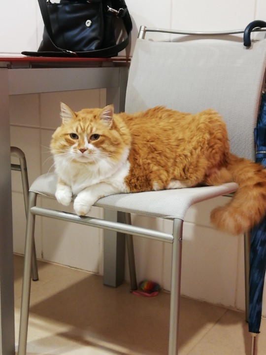 gatofofo3.jpg gatofofo3.jpg
