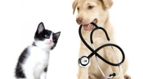 O tratamento da diarreia em cães e gatos O tratamento da diarreia em cães e gatos