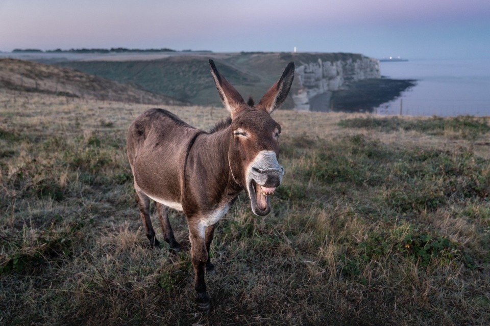 enfarta burros.jpg