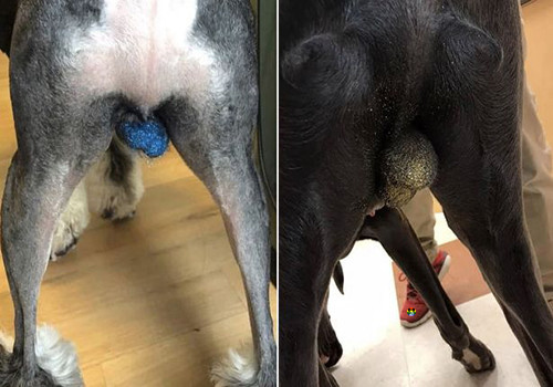 HD Moda de pôr glitter nos testículos dos cães.